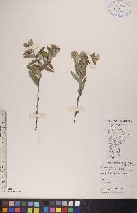 Lithospermum canescens image