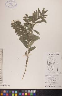 Lithospermum canescens image