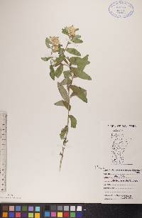 Lithospermum canescens image