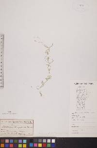 Stellaria longifolia image