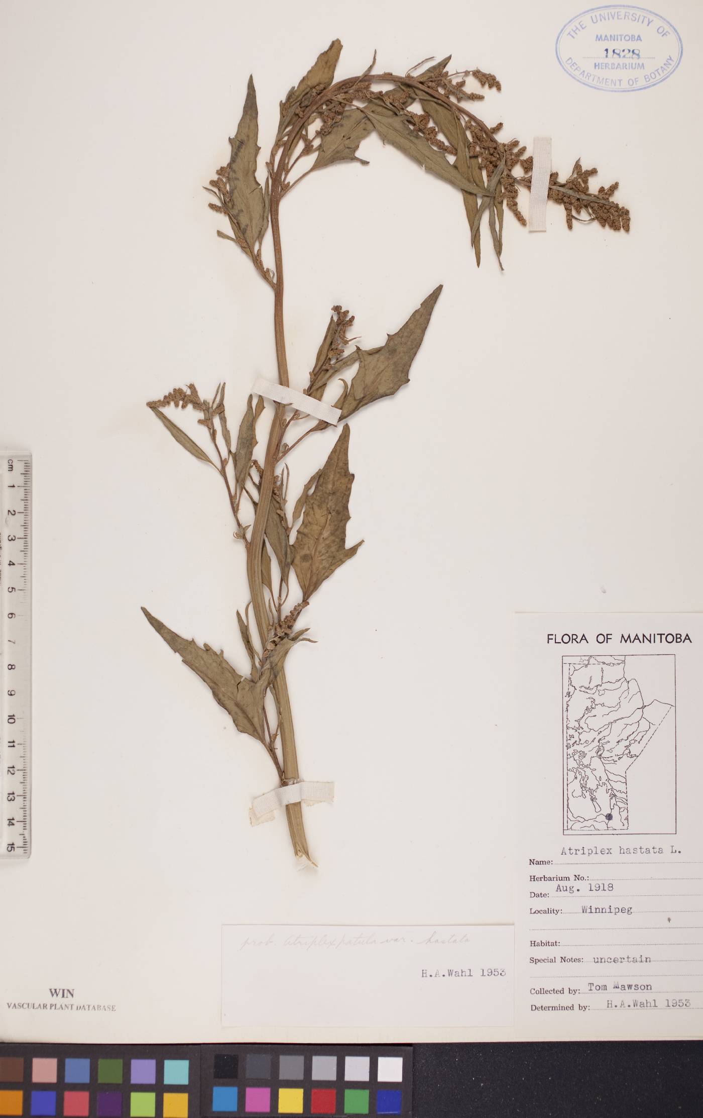 Atriplex prostrata image