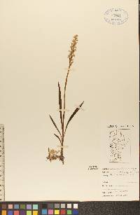 Spiranthes romanzoffiana image