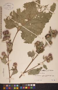 Arctium lappa image