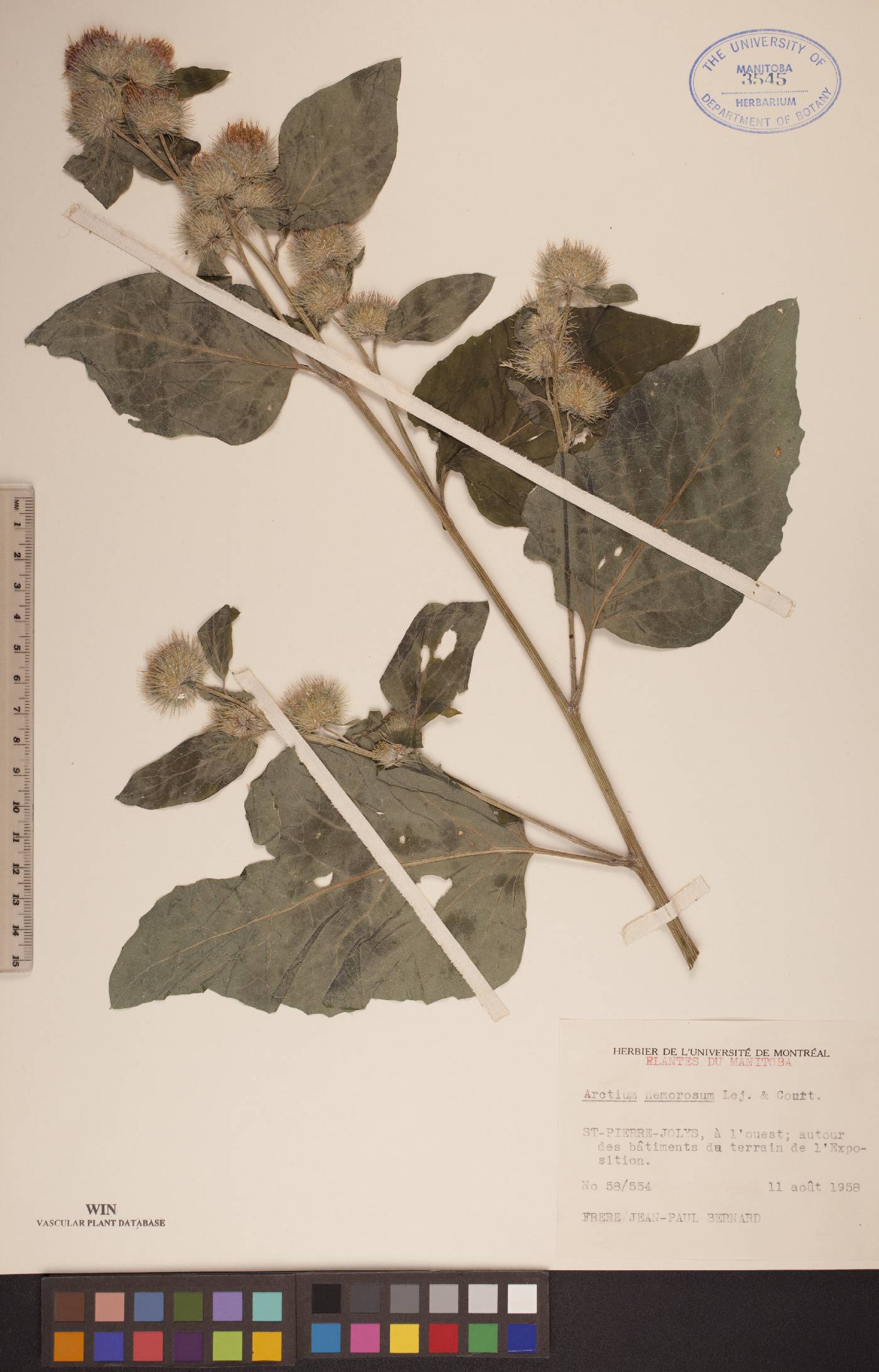 Arctium nemorosum image