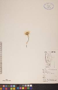 Crepis tectorum image