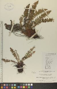 Dryopteris fragrans image