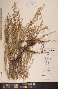 Artemisia frigida image