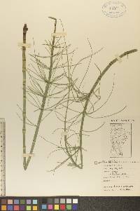 Equisetum fluviatile image