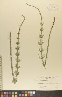 Equisetum fluviatile image