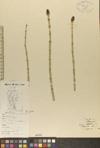 Equisetum fluviatile image