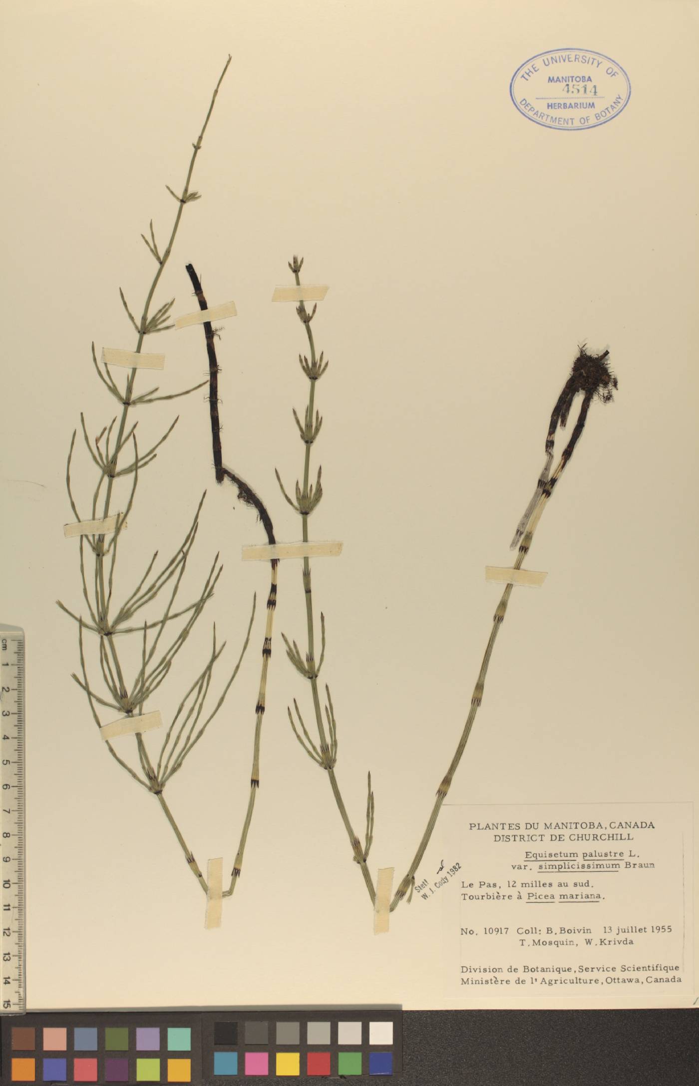 Equisetum palustre var. simplicissimum image