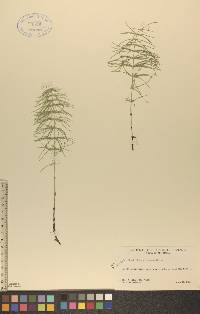 Equisetum pratense image