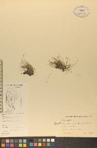 Equisetum scirpoides image