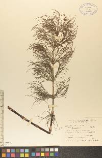 Equisetum sylvaticum var. multiramosum image