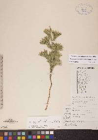 Dendrolycopodium dendroideum image