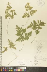 Gymnocarpium dryopteris image