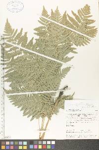 Pteridium aquilinum var. latiusculum image