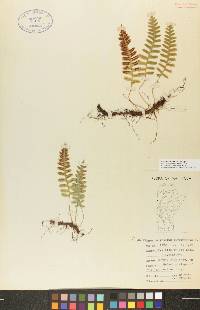 Polypodium sibiricum image