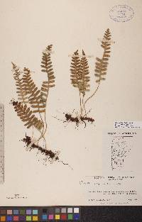 Polypodium sibiricum image