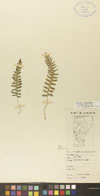 Polypodium sibiricum image