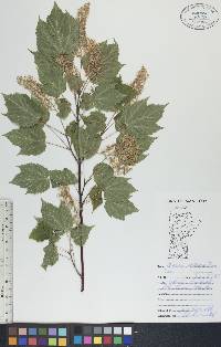 Acer spicatum image