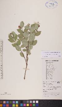 Symphoricarpos occidentalis image