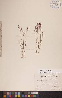 Agrostis mertensii image