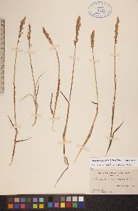 Arctagrostis latifolia subsp. latifolia image