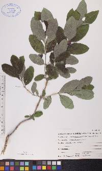 Lonicera oblongifolia image