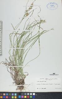 Carex sprengelii image