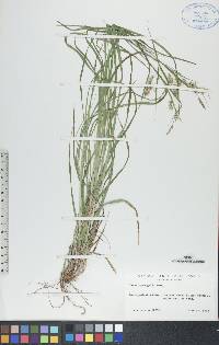 Carex sprengelii image