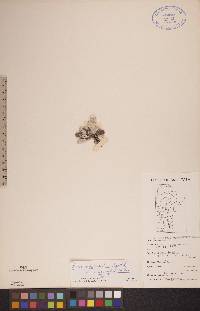 Antennaria neglecta image