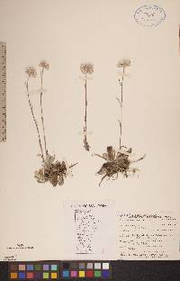 Antennaria neglecta image