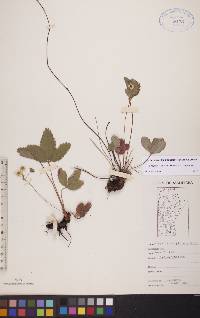 Fragaria virginiana subsp. virginiana image