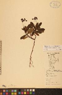 Chimaphila umbellata image