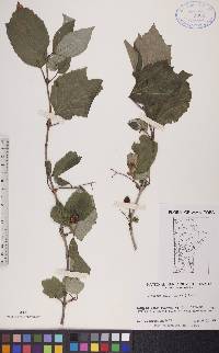 Viburnum edule image