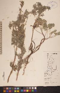 Artemisia absinthium image