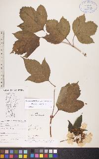 Viburnum trilobum image