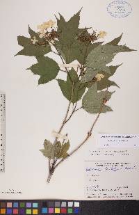 Viburnum trilobum image