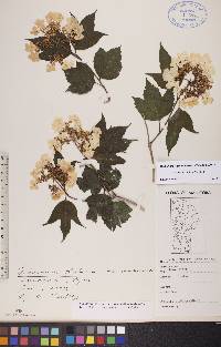 Viburnum trilobum image