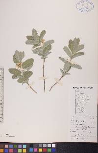 Lonicera oblongifolia image