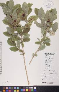 Lonicera oblongifolia image