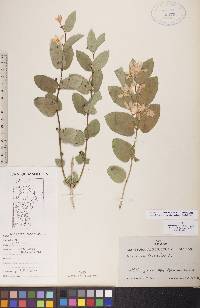 Lonicera tatarica image