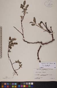 Salix arctophila image