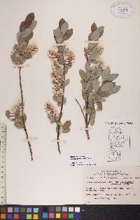 Salix glauca image