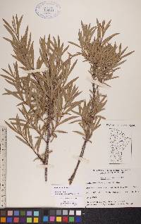 Salix interior image