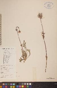 Geum triflorum image