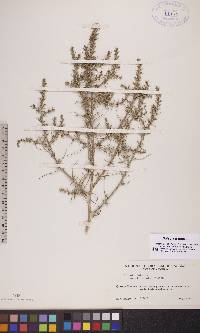 Salsola tragus image