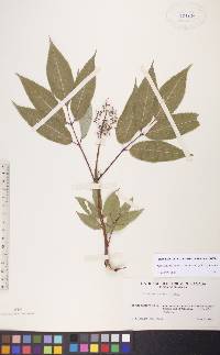 Sambucus racemosa subsp. racemosa image