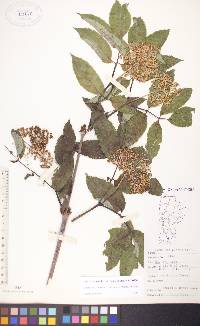 Sambucus racemosa subsp. racemosa image